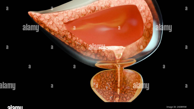 prostate and bladder anatomy