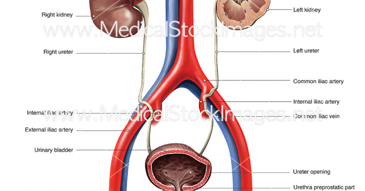 Primal Grow Pro: Understanding the Biomechanics of Bladder Control in Aging Men