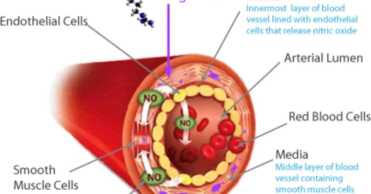 Primal Grow Pro: Unlocking the Nitric Oxide Pathway for Cardiovascular and Erectile Health