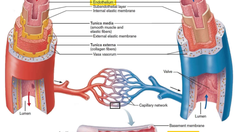 endothelial dysfunction artery cross-section illustration
