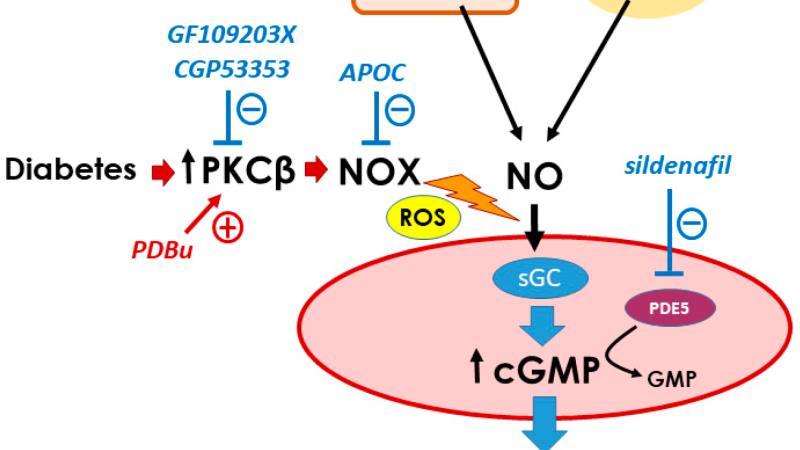 NO-cGMP pathway diagram penile smooth muscle