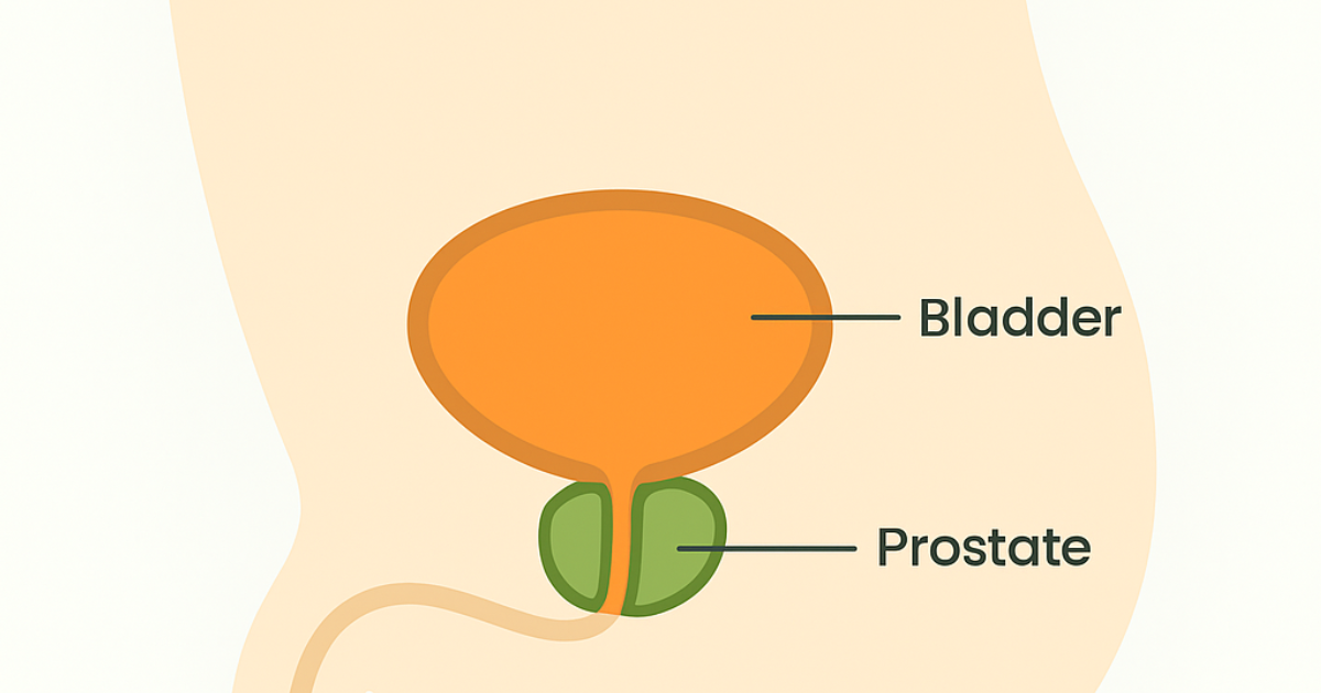 Primal Grow Pro: Why Prostate Health Declines Rapidly After Age 40: A Urological Prevention Guide