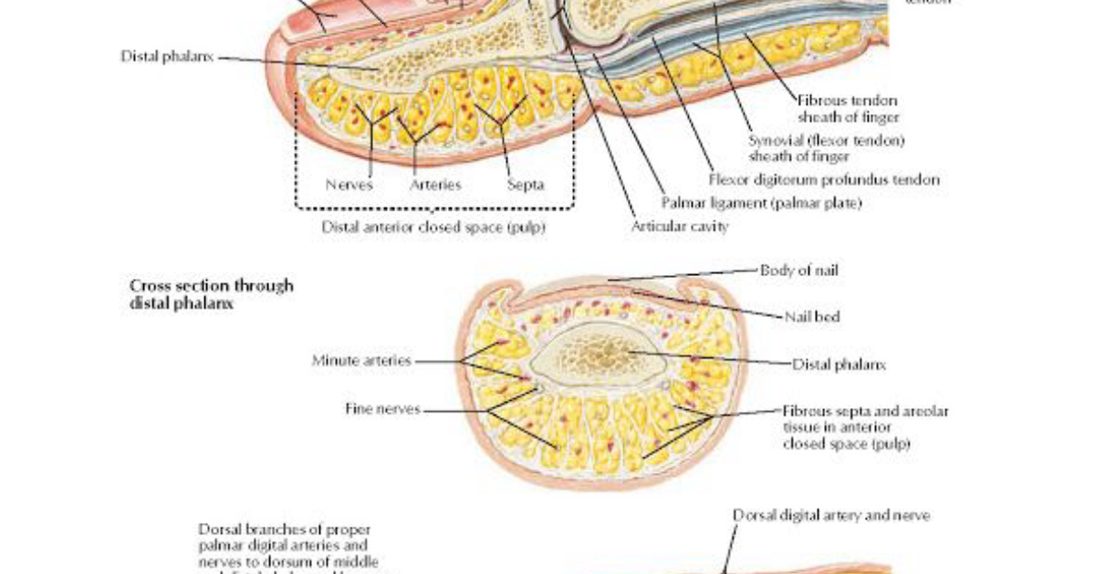 Appanail: The Physiological Mechanisms Behind Restoring Nail Health