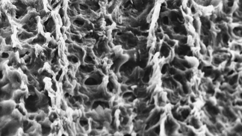 Petri dish with fungal biofilm being disrupted by test compound