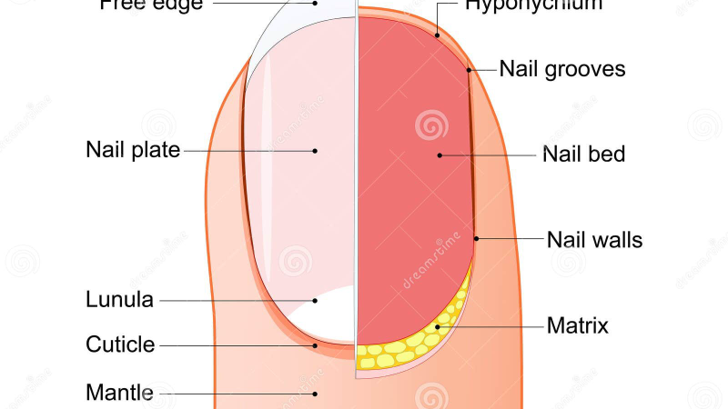 microscopic view of healthy nail keratin structure