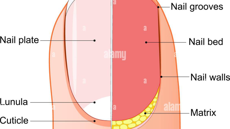 cross-section diagram of nail matrix showing keratinocyte layers and blood supply