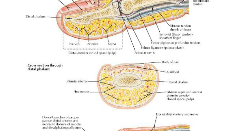 cross section of nail anatomy showing matrix and blood supply