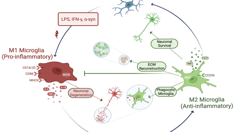 microglia cells activation brain inflammation
