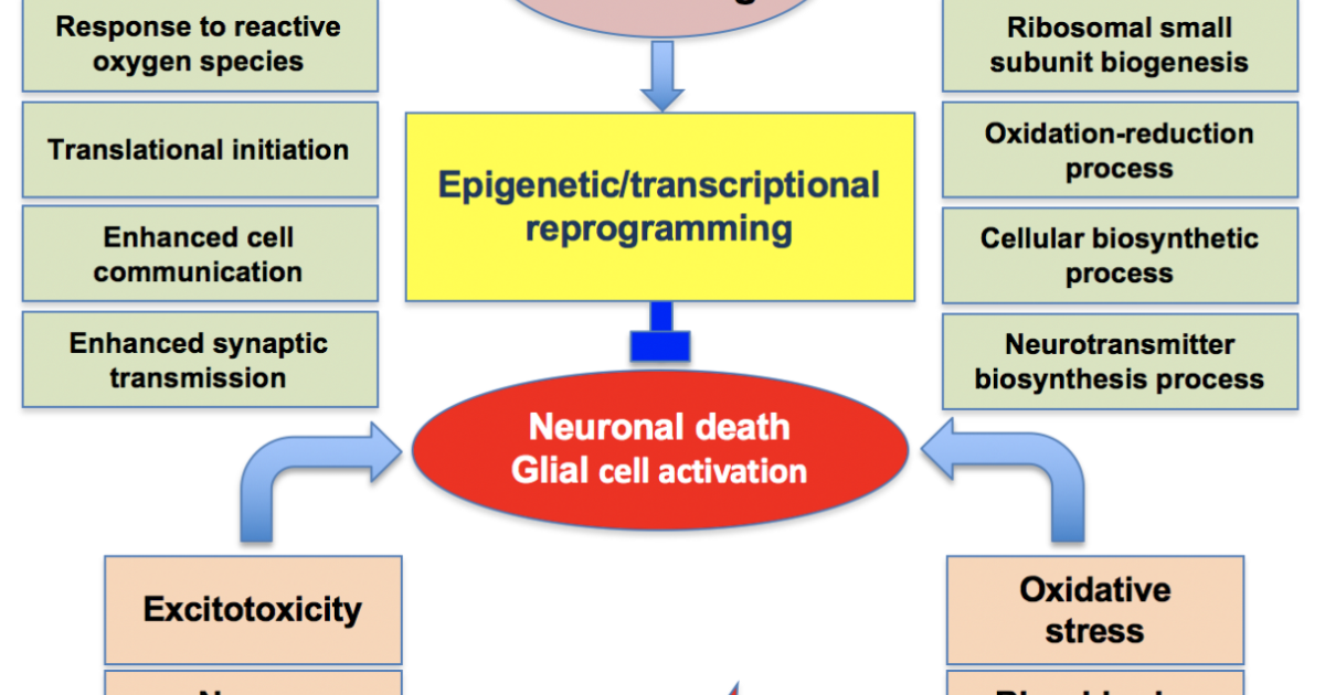 The Genius Wave: Kan Intermittent Fasting de Neuroplasticiteit Echt Versterken?