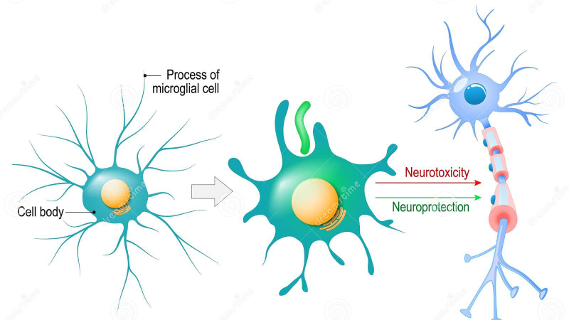 brain oxygenation and blood flow illustration