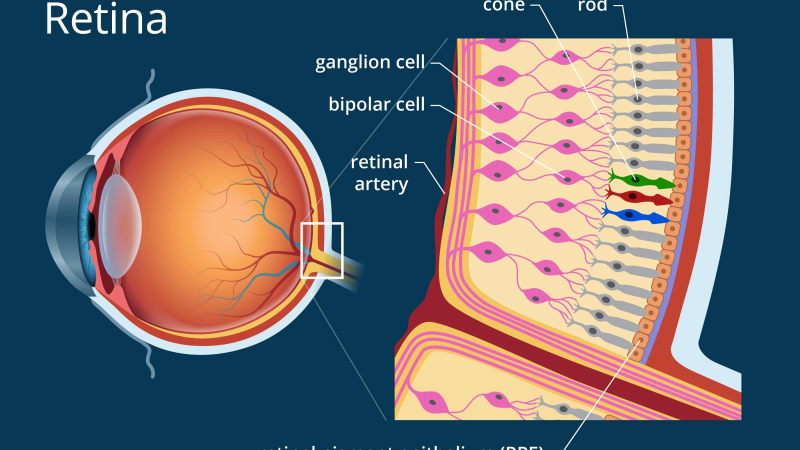 anatomie van het menselijk oog met netvlies en macula