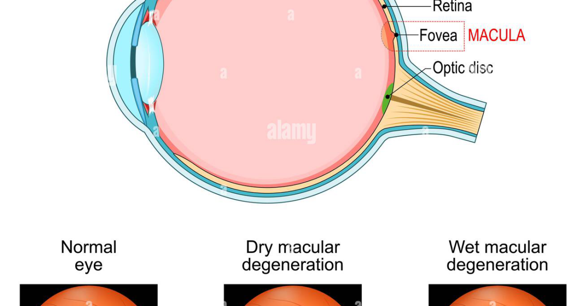 Visivra: De Diepgaande Cellulaire Mechanismen Achter Optimale Ooggezondheid