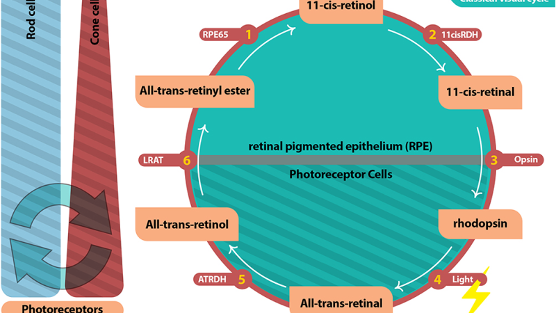 biochemical pathway from retinol to 11-cis-retinal in RPE cells
