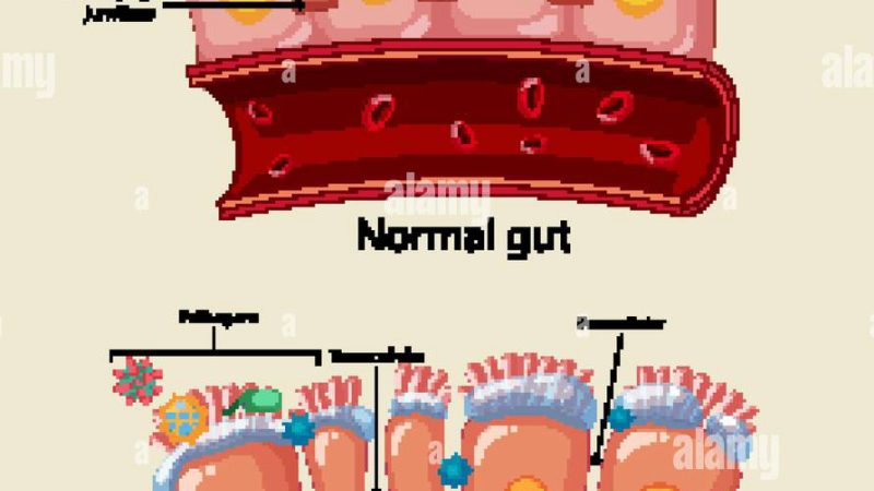 gut microbiome diversity chart with probiotics and prebiotics