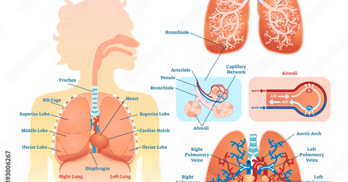 Breathe: Clinical Report on Physiological Mechanisms for Respiratory Health and Lung Function