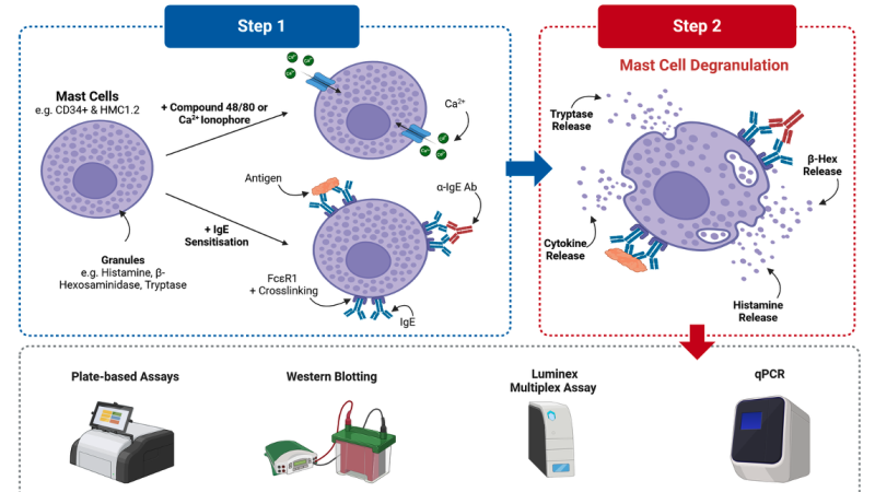 mast cell degranulation pathway illustration