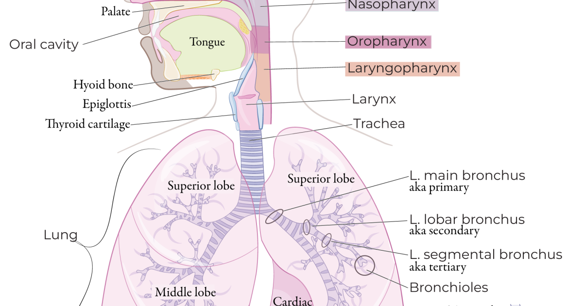 Breathe: Restoring Respiratory Function Through Targeted Cellular Support