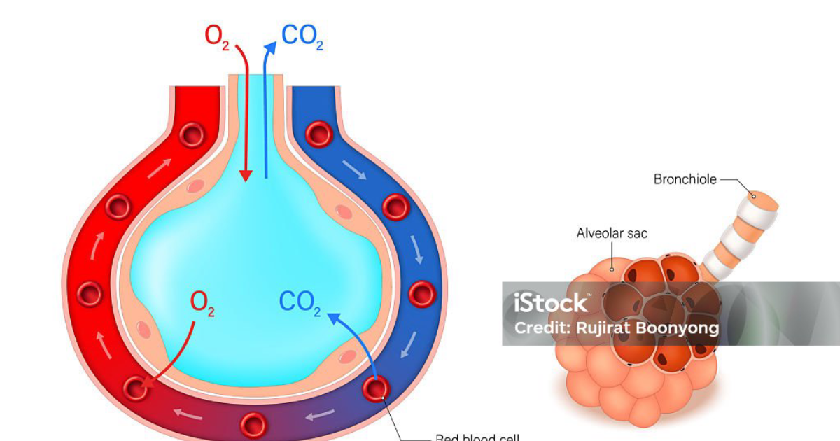 Breathe: The Long-Term Battle to Restore Pulmonary Diffusion Capacity After COVID-19