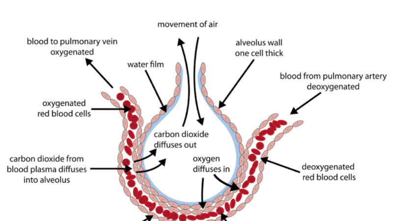 alveolar capillary membrane anatomy illustration