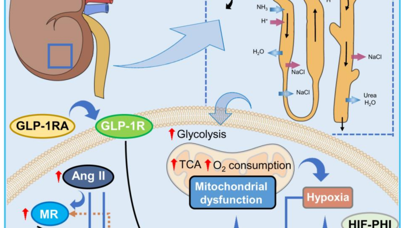 molecular pathway diagram showing oxidative stress and fibrosis cascade