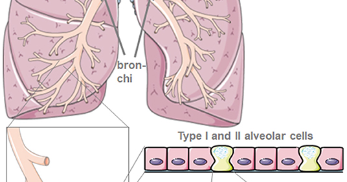 Breathe: The Role of Surfactant Protein D in Early COPD Detection