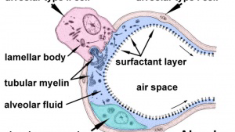 alveolar sac cross-section with surfactant layer