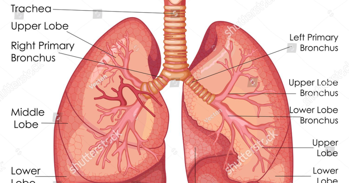 Breathe: The Science of Intermittent Hypoxia Training for Lung Capacity