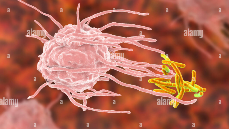 Alveolar macrophage engulfing bacteria illustration