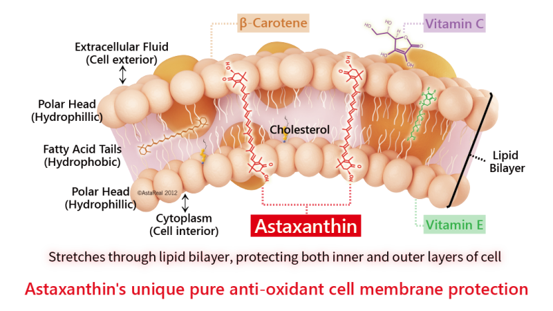 antioxidant molecules and lung cell protection illustration