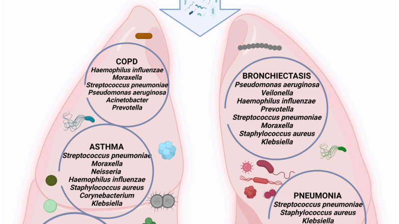 lungs anatomy with gut microbiome connection diagram