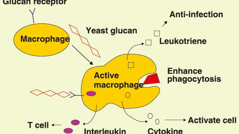beta-glucan molecular structure and immune pathway diagram
