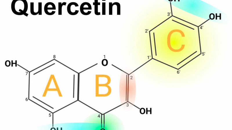molecular structure of NAC and quercetin alongside lung alveoli