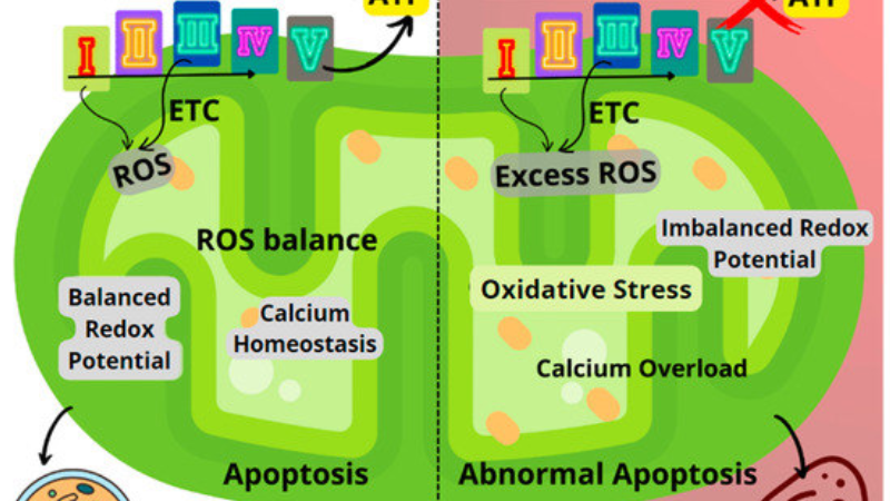Comparison illustration of healthy vs dysfunctional mitochondria in fat cells