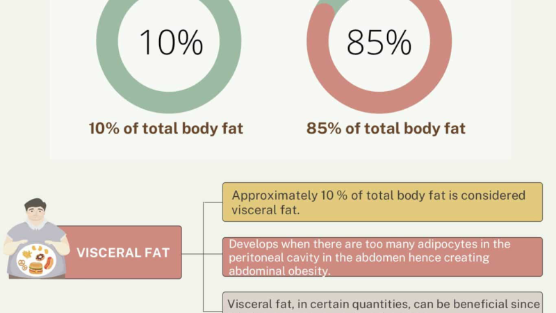 visceral fat vs subcutaneous fat anatomical comparison