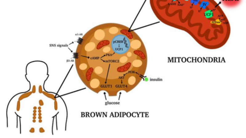 brown adipose tissue location and UCP1 mechanism