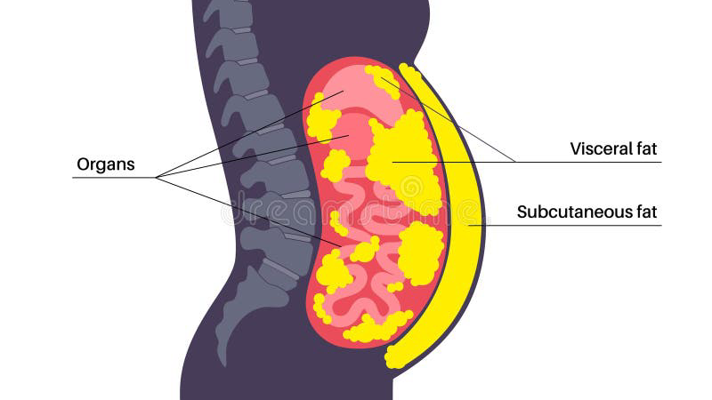 visceral fat deposits surrounding organs