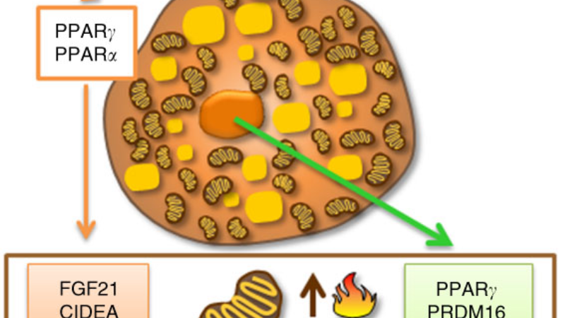 brown adipose tissue thermogenesis illustration