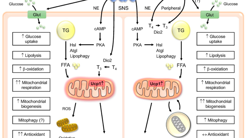 thermogenic pathway diagram depicting BAT activation