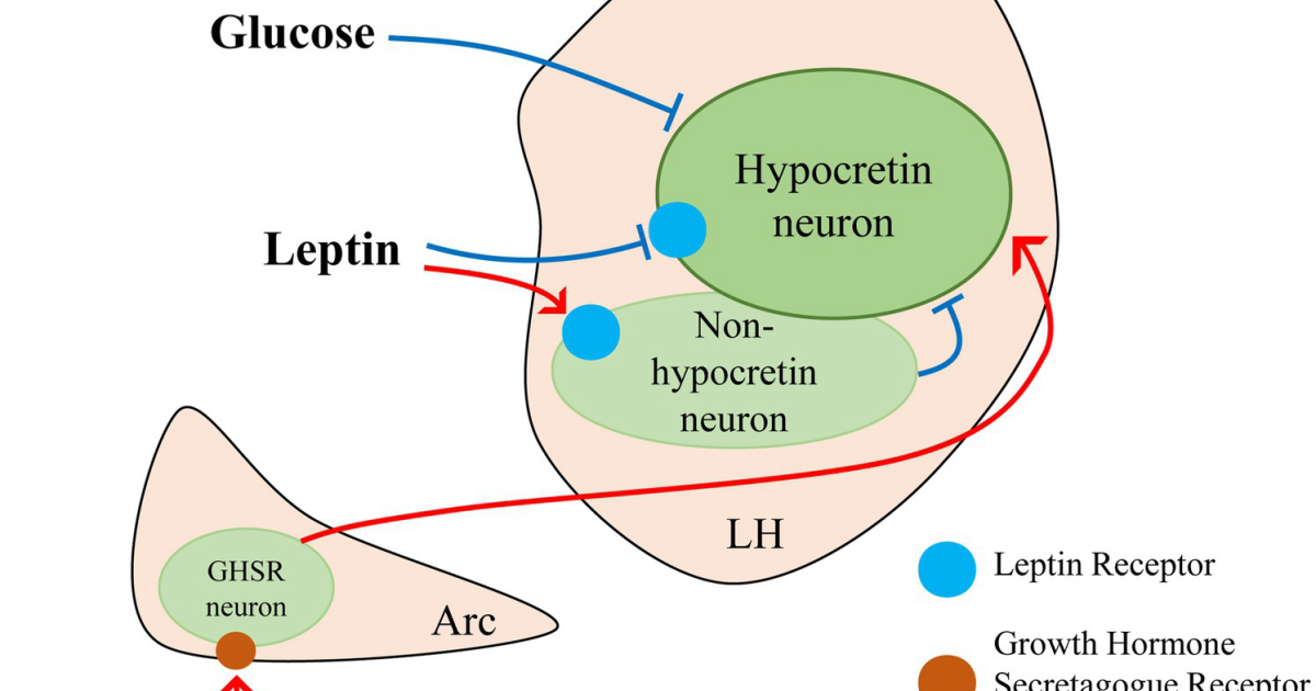 21KETO Gummies: Decoding Leptin and Ghrelin for Sustainable Weight Loss