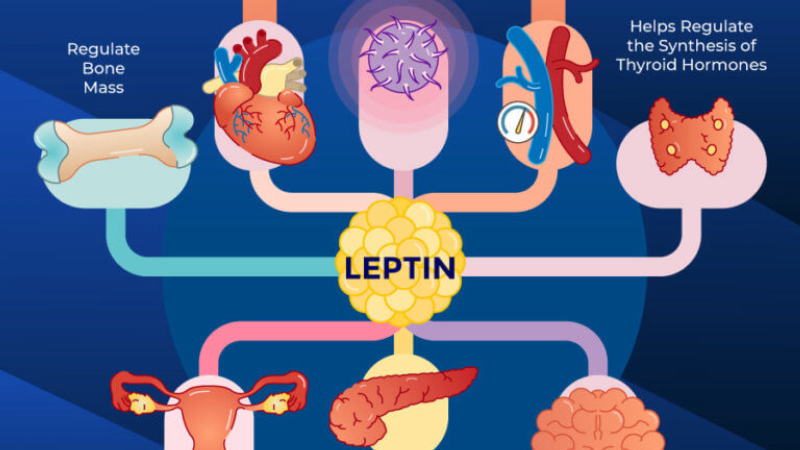 leptin and ghrelin signaling pathway diagram