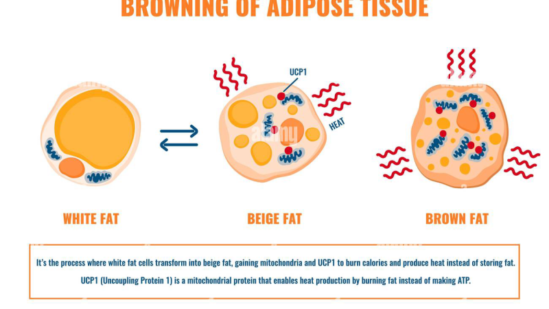 brown adipose tissue thermogenesis illustration