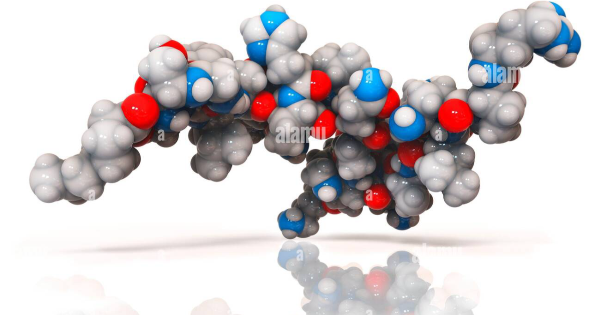21KETO Gummies: Ghrelin and the Hunger Hormone Paradox – Strategies to Suppress Appetite and Accelerate Lipolysis