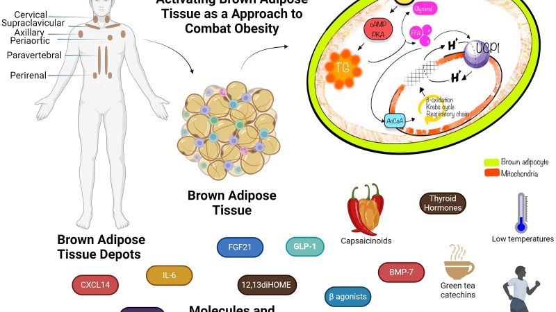 brown fat activation cell diagram