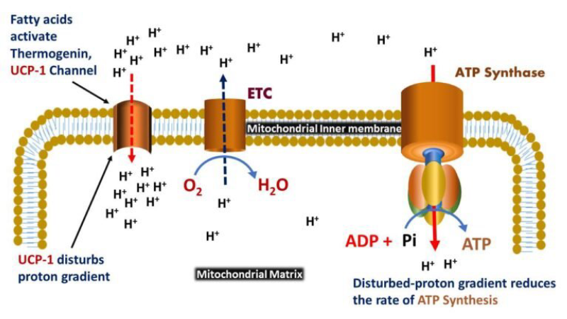 mitochondrial thermogenesis UCP1