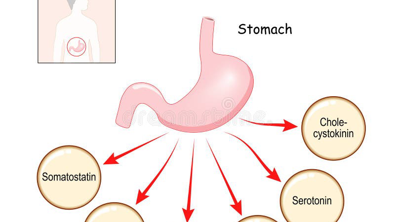 thermogenic metabolism diagram showing brown fat activation