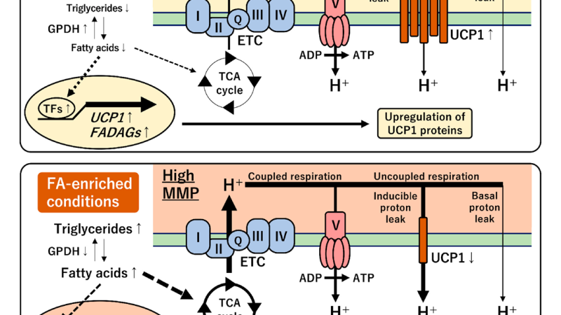 illustration of mitochondrial uncoupling with UCP1 and heat production