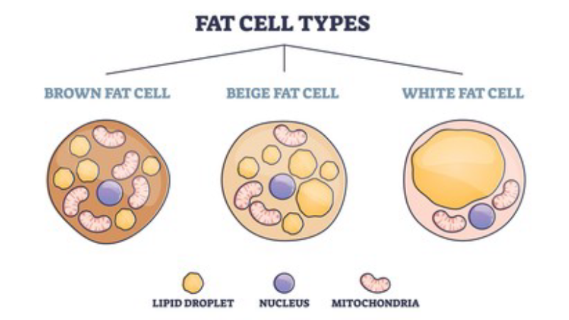 brown adipose tissue vs white fat cell diagram illustration