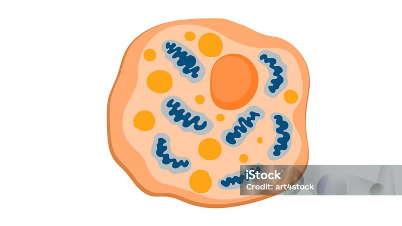 brown adipose tissue mitochondria illustration