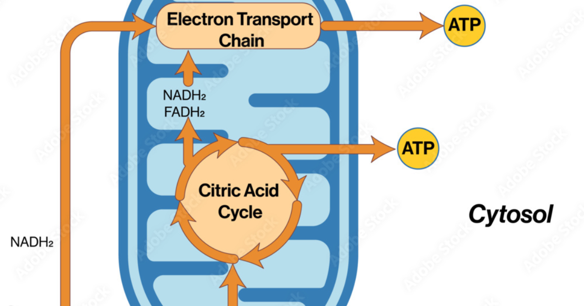 21KETO Gummies: Unlocking Mitochondrial Uncoupling for Metabolic Renewal