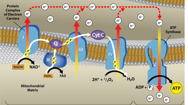 molecular structure of EGCG and UCP1 activation diagram